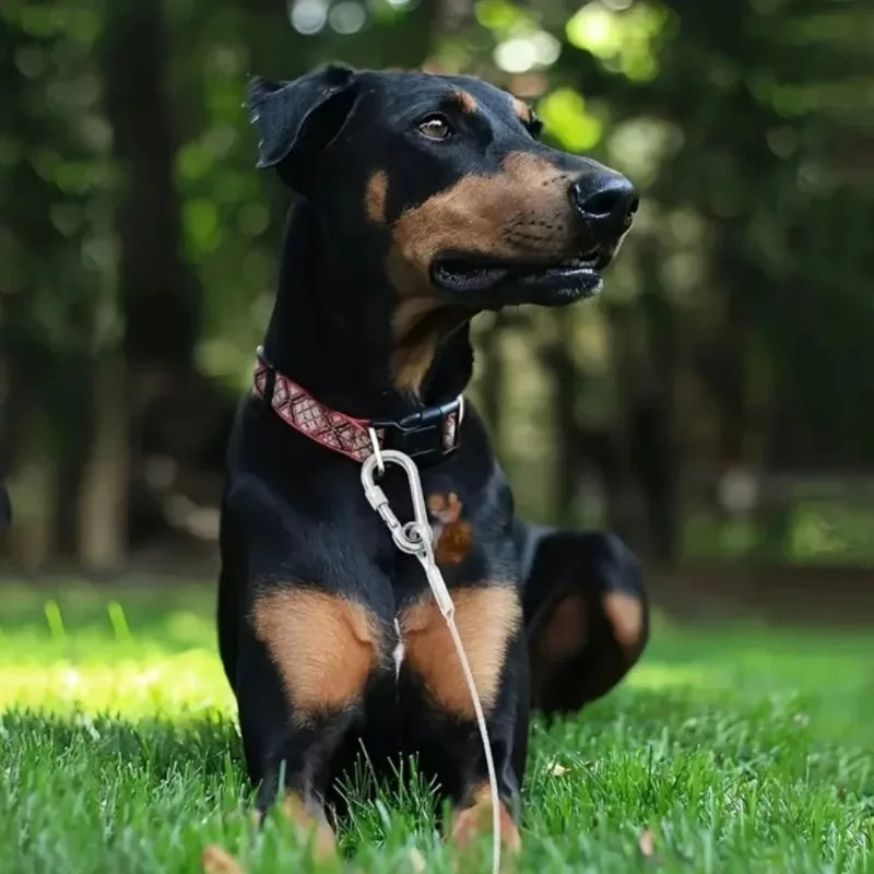 Correa de cable de acero inoxidable para perros de dos cabezas, resistente al óxido con hebilla de metal, cuerda de tracción duradera para entrenamiento al aire libre.